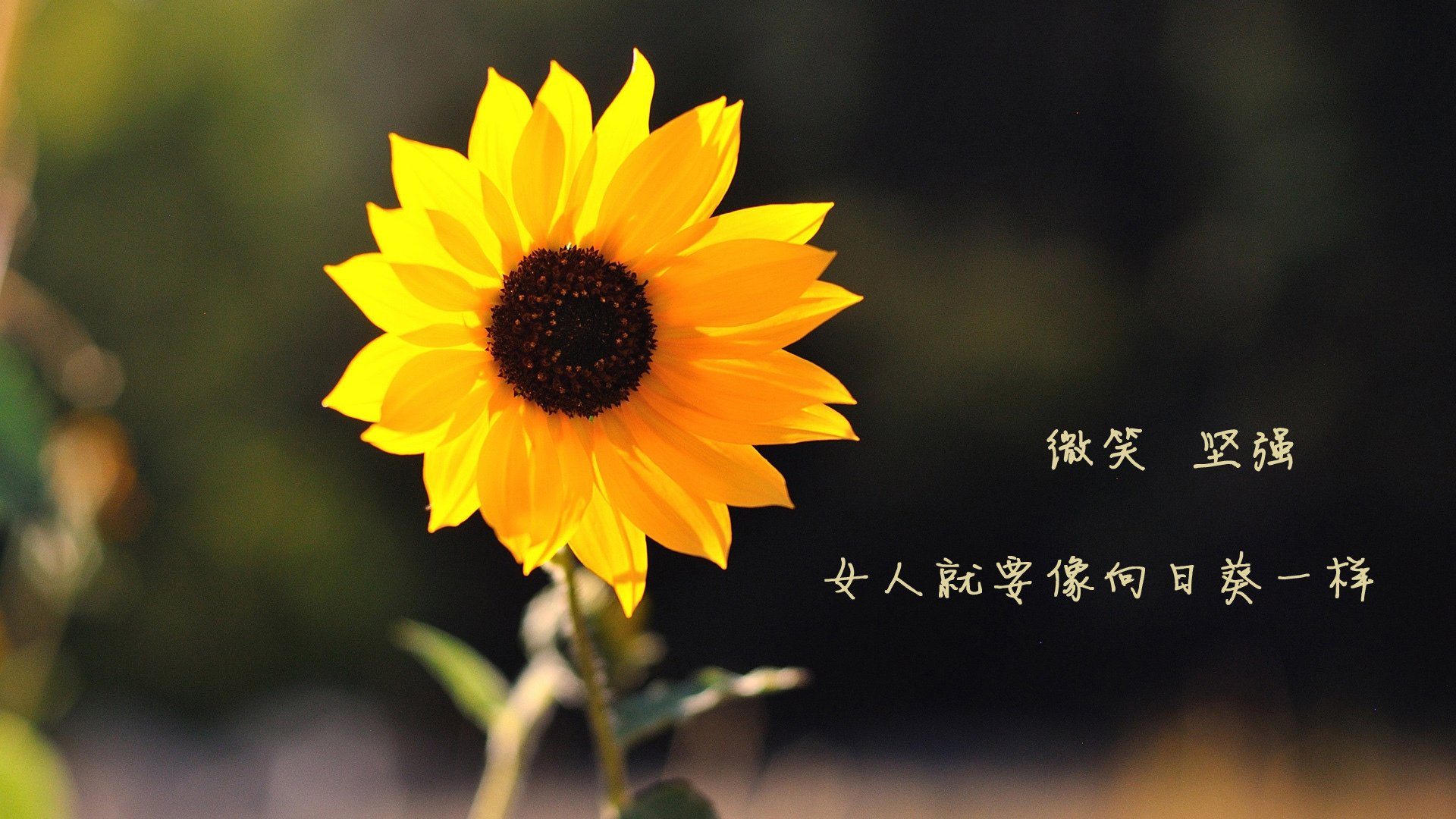VWIN(china)官方网站-湖人翻盘太阳，系列赛焦点战中詹姆斯带伤作战，湖人官宣詹姆斯