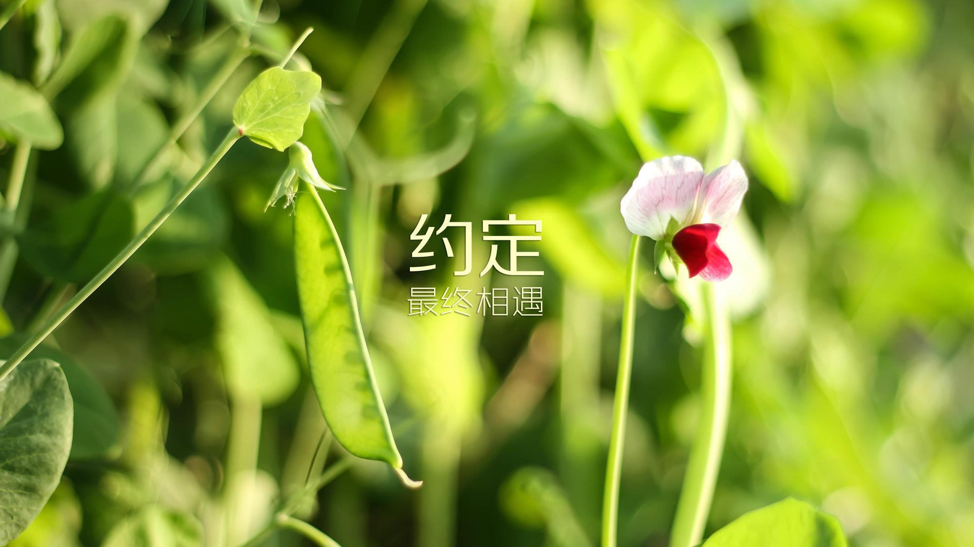 德赢vwin首页(官方)网站下载-黄蜂主打快攻体系得分节奏明显加快，黄蜂最佳战绩